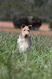 FOX TERRIER 187